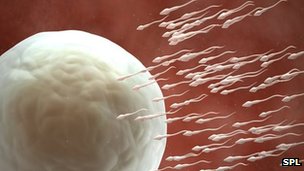 Lab Created Sperm Cells: A Possibility?